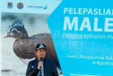 17 Ekor Maleo Dilepasliarkan Ke SM Bangkiriang 