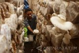 Petani memanen jamur tiram untuk dijual dengan harga Rp14.000 per kilogram di Kasreman, Ngawi, Jawa Timur, Rabu (9/8). Menurut petani jamur setempat mereka kewalahan memenuhi permintaan yang terus meningkat padahal sejak sebulan terakhir produksinya terus menurun dari 20 kilogram menjadi 10 kilogram per hari seiring musim kemarau. Antara jatim/Ari Bowo Sucipto/zk/17.