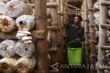 Petani memanen jamur tiram untuk dijual dengan harga Rp14.000 per kilogram di Kasreman, Ngawi, Jawa Timur, Rabu (9/8). Menurut petani jamur setempat mereka kewalahan memenuhi permintaan yang terus meningkat padahal sejak sebulan terakhir produksinya terus menurun dari 20 kilogram menjadi 10 kilogram per hari seiring musim kemarau. Antara jatim/Ari Bowo Sucipto/zk/17.