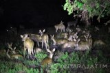 Sejumlah rusa terlihat saat acara night safari di Taman Nasional Baluran, Situbondo, Jawa Timur, Rabu (9/8)dini hari. Taman Nasional Baluran tawarkan wisata malam untuk mengamati aktivitas satwa liar seperti kerbau dan rusa. Antara jatim/Budi Candra Setya/zk/17.
