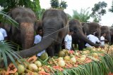 Pawang gajah memberikan makanan favorit gajah dalam rangkaian perayaan Hari Gajah Sedunia di kebun binatang Bali Zoo Gianyar, Bali, Sabtu (12/8). Bali Zoo merayakan Hari Gajah Sedunia yang jatuh setiap tanggal 12 Agustus dengan menyediakan 60 kg buah-buahan favorit gajah dengan tema prasmanan sebagai hadiah spesial dalam perayaan tersebut. ANTARA FOTO/Wira Suryantala/pd/17.