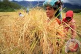 Sejumlah petani memotong padi saat panen raya padi Mas di area persawahan pegunungan Lut Tawar, Aceh Tengah, Aceh, Senin (14/8/2017). Para petani pegunungan tanah Gayo mengaku, hanya menggarap dan memanen padi Mas beras unggulan sekali dalam setahun, dan harga beras yang dihasilkan mencapai Rp18.000 perbambu atau Rp280.000 perlima kaleng beras menurut takaran jual beli beras masyarakat Gayo, Aceh. (ANTARA FOTO/Rahmad)