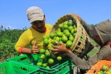 Petani menata buah jeruk hasil panen di perkebunan Purwoarjo, Banyuwangi, Jawa Timur, Rabu (16/8). Sejak ditetapkannya Kabupaten Banyuwangi sebagai proyek percontohan (pilot projek) oleh Kementerian pertanian pada tahun 2016 lalu, saat ini kawasan tersebut memasuki musim panen jeruk yang dijual dengan harga Rp5 ribu per kilogram dari petani. Antara Jatim/Budi Candra Setya/zk/17.