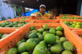 Petani menata buah jeruk hasil panen di perkebunan Purwoarjo, Banyuwangi, Jawa Timur, Rabu (16/8). Sejak ditetapkannya Kabupaten Banyuwangi sebagai proyek percontohan (pilot projek) oleh Kementerian pertanian pada tahun 2016 lalu, saat ini kawasan tersebut memasuki musim panen jeruk yang dijual dengan harga Rp5 ribu per kilogram dari petani. Antara Jatim/Budi Candra Setya/zk/17.