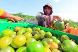 Petani menata buah jeruk hasil panen di perkebunan Purwoarjo, Banyuwangi, Jawa Timur, Rabu (16/8). Sejak ditetapkannya Kabupaten Banyuwangi sebagai proyek percontohan (pilot projek) oleh Kementerian pertanian pada tahun 2016 lalu, saat ini kawasan tersebut memasuki musim panen jeruk yang dijual dengan harga Rp5 ribu per kilogram dari petani. Antara Jatim/Budi Candra Setya/zk/17.