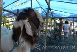 Penjual musiman hewan kurban memberi pakan pada kambing kurban yang dijual di Kota Madiun, Jawa Timur, Senin (21/8). Kambing kurban dijual dengan harga antara Rp2,5 juta hingga Rp3,8 juta per ekor tergantung ukuran dan kondisi hewan. Antara Jatim/Siswowidodo/zk/17