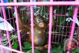 Seekor bayi Orangutan (Pongo Pygmaeus) berada di dalam kandang saat diamankan di Mako Satuan Polisi Hutan Reaksi Cepat (SPORC), Kabupaten Kubu Raya, Kalbar, Selasa (22/8). SPORC Brigade Bekantan Balai Gakkum Kementerian Lingkungan Hidup dan Kehutanan Kalimantan Seksi Wilayah III Pontianak bersama Korwas PPNS Ditreskrimsus Polda Kalbar menggagalkan perdagangan dua bayi Orangutan berusia 10 bulan dan satu tahun saat hendak diperjualbelikan oleh pelaku di Pontianak. Antara Foto/Hs Putra Pasaribu/nym/2017.