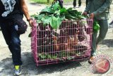 Dua petugas membawa kandang berisi seekor bayi Orangutan (Pongo Pygmaeus) saat diamankan di Mako Satuan Polisi Hutan Reaksi Cepat (SPORC), Kabupaten Kubu Raya, Kalbar, Selasa (22/8). SPORC Brigade Bekantan Balai Gakkum Kementerian Lingkungan Hidup dan Kehutanan Kalimantan Seksi Wilayah III Pontianak bersama Korwas PPNS Ditreskrimsus Polda Kalbar menggagalkan perdagangan dua Orangutan berusia 10 bulan dan satu tahun saat hendak diperjualbelikan oleh pelaku di Pontianak. Antara Foto/Hs Putra Pasaribu/nym/2017.