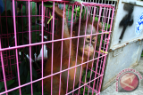 Satu dari dua individu bayi Orangutan (Pongo Pygmaeus) berada di dalam kandang saat diamankan di Mako Satuan Polisi Hutan Reaksi Cepat (SPORC), Kabupaten Kubu Raya, Kalbar, Selasa (22/8). SPORC Brigade Bekantan Balai Gakkum Kementerian Lingkungan Hidup dan Kehutanan Kalimantan Seksi Wilayah III Pontianak bersama Korwas PPNS Ditreskrimsus Polda Kalbar berhasil menggagalkan perdagangan dua individu bayi Orangutan berusia 10 bulan dan satu tahun saat hendak diperjualbelikan oleh pelaku berinisial Tar (19 tahun) di kawasan Jalan Komyos Soedarso Pontianak pada Senin (21/8). ANTARA FOTO/Hs Putra Pasaribu/jhw/17