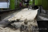 Pekerja memproduksi gula di PTPN XI Pabrik Gula (PG) Panji, Situbondo, Jawa Timur, Rabu (23/8). Pihak PTPN XI menyebut 3.400 ton gula di PG Panji yang sempat disegel oleh Kementerian Perdagangan beberapa waktu lalu telah memenuhi Standar Nasional Indonesia (SNI) sehingga layak edar ke masyarakat. Antara Jatim/Seno/zk/17.