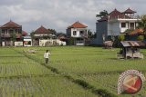 Seorang petani menyemproti hama pada tanaman padi di kawasan persawahan yang masih tersisa di Kota Denpasar, Rabu (23/8). Kota Denpasar saat ini memiliki lahan pertanian sekitar 4.500 hektare dengan produktifitas gabah kering mencapai 12 ton per hektare namun upaya peningkatannya terkendala alih fungsi lahan yang terus terjadi. Antara Bali/Nyoman Budhiana/nym/2017.