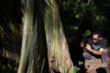 Pengunjung mengabadikan pohon leda (Eucalyptus deglupta) di Kawasan Hutan Lindung Wakonti, Baubau, Sulawesi Tenggara, Rabu (23/8). Pohon leda yang memiliki warna khas loreng hijau tersebut mengandung minyak Astiri pada bagian daun, yang biasa dimanfaatkan untuk industri obat-obatan, makanan, dan kosmetik. ANTARA FOTO/Jojon/kye/17.