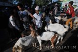 Pedagang menunggui kambing dagangannya di Pasar 17 Agustus,  Pamekasan, Jawa Timur, Minggu  (27/8). Dalam satu pekan terakhir harga kambing di daerah itu naik sekitar 10 hingga 20 persen karena semakin tingginya permintaan pasar menjalang lebaran Idulada. Antara Jatim/Saiful Bahri/zk/17
