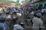 Pedagang menunggui kambing dagangannya di Pasar 17 Agustus,  Pamekasan, Jawa Timur, Minggu  (27/8). Dalam satu pekan terakhir harga kambing di daerah itu naik sekitar 10 hingga 20 persen karena semakin tingginya permintaan pasar menjalang lebaran Idulada. Antara Jatim/Saiful Bahri/zk/17