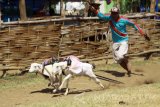 Joki mengarahkan kambingnya untuk berlari saat mengikuti Karapan Kambing di Probolinggo, Jawa Timur, Sabtu (26/8). Karapan kambing merupakan salah satu tradisi masyarakat Probolinggo yang diharapkan dapat mendongkrak kunjungan wisatawan baik domestik maupun mancanegara untuk datang ke Probolinggo. Antara jatim/Umarul Faruq/zk/17