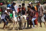 Joki mengarahkan kambingnya untuk berlari saat mengikuti Karapan Kambing di Probolinggo, Jawa Timur, Sabtu (26/8). Karapan kambing merupakan salah satu tradisi masyarakat Probolinggo yang diharapkan dapat mendongkrak kunjungan wisatawan baik domestik maupun mancanegara untuk datang ke Probolinggo. Antara jatim/Umarul Faruq/zk/17