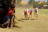 Seorang anak melihat kambing yang berlari saat mengikuti Karapan Kambing di Probolinggo, Jawa Timur, Sabtu (26/8). Karapan kambing merupakan salah satu tradisi masyarakat Probolinggo yang diharapkan dapat mendongkrak kunjungan wisatawan baik domestik maupun mancanegara untuk datang ke Probolinggo. Antara jatim/Umarul Faruq/zk/17