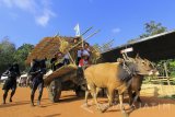 Wakil Bupati Banyuwangi Yusuf Widiyatmoko (kiri) menaiki cikar saat meninjau acara Cattle market Festival di Cungking, Banyuwangi, Jawa Timur, Senin (28/8). Gelaran  festival yang diisi dengan berbagai kegiatan peternakan seperti kontes ternak, pasar ternak untuk kurban hingga budaya tersebut, guna mengenalkan potensi peternakan di Banyuwangi. Antara Jatim/Budi Candra Setya/zk/17. 