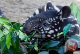 Kelahiran Bayi Tapir