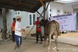 PLTU Batang Salurkan 25 Hewan Kurban