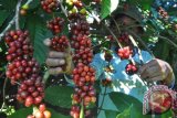 Warga memetik kopi varietas Arabika di perkebunan kopi desa Muntung, Candiroto, Temanggung, Jawa Tengah, Rabu (2/8). Menurut petani meski hasil panen kopi tahun ini turun hingga 50 persen akibat anomali cuaca namun harga kopi naik menjadi Rp5.500-Rp6.000 per kilogram dari harga tahun sebelumnya yang berkisar Rp4.500-Rp5.000 per kilogram kopi basah. Antara Foto/Anis Efizudin/i018/2017.