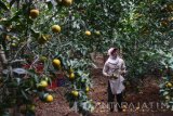 Petani memanen buah jeruk madu di sentra penghasil jeruk di Selorejo, Malang, Jawa Timur, Minggu (3/9). Pemerintah melalui Kementrian Pertanian (Kementan) berupaya mengembangkan produk hortikultura dalam negeri dengan meningkatkan potensi ekspor buah-buahan yang menurut catatan Kementan volume ekspor pada 2015 sebesar 68.556 ton atau lebih kecil daripada volume impor yang mencapai 344.221 ton. Antara Jatim/Ari Bowo Sucipto/zk/17.