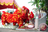 Dua Barongsai dari Yayasan Budi Agung melakukan prosesi penghormatan saat sembahyang kubur di makam leluhur di Sungai Raya, Kabupaten Kubu Raya, Kalbar, Minggu (3/9). Prosesi  itu untuk menandai dimulainya sembahyang kubur sebagai bentuk bakti dan penghormatan kepada leluhur. ANTARA FOTO/Jessica Helena Wuysang/17 


