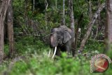 Gajah Sumatra jinak penghuni Conservation Response Unit (CRU) Sampoiniet di Desa Ie Jeurneh, Aceh Jaya, Aceh, Minggu (3/9/2017). Gajah jinak yang ditempatkan di CRU untuk mengatasi atau menggiring kawanan gajah liar yang memasuki kawasan pemukiman penduduk. (ANTARA FOTO/Irwansyah Putra)