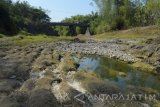 Pengendara melintasi di Jembatan Ta’ap yang di bawahnya terdapat sungai sudah mulai mengering di Ponorogo, Jawa Timur, Minggu (3/9). Memasuki musim kemarau banyak sumber air termasuk sungai di Ponogo yang sudah mulai mengering. Antara Jatim/Siswowidodo/zk/17