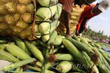 Buruh tani mengemas jagung manis ke dalam karung usai dipetik di area persawahan Desa Pelem, Kediri, Jawa Timur, Selasa (5/9). Petani di tempat tersebut mengaku lebih memilih menanam jagung manis (jagung sayur) yang dapat dipanen pada umur 65 hari dari pada menanam jagung pakan ternak yang harus dipanen pada usia lebih dari 90 hari dan harus melakukan proses pengeringan dan perontokan bulir sebelum bisa dijual. Antara Jatim/Prasetia Fauzani/zk/17