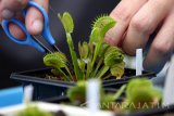 Pembudidaya tanaman karnivora merawat tanaman 'Venus flytrap' di Surabaya, Jawa Timur, Selasa (5/9). Berbagai jenis tanaman karnivora yang dibudidayakan seperti 'Venus flytrap', 'Drosera', 'Sarracenia', dan lain sebagainya itu juga dijual dengan harga bervariasi tergantung jenis serta ukuran tanamannya. Antara Jatim/Didik Suhartono/zk/17