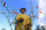 Petani memanen cabai yang mengering di kebun Wongsorejo, Banyuwangi, Jawa Timur, Kamis (7/9). Musim kemarau yang terjadi sejak Juni itu, mengakibatkan tanaman cabai warga setempat mengering. Antara Jatim/Budi Candra Setya/zk/17.