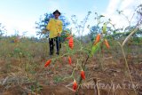 Petani memanen cabai yang mengering di kebun Wongsorejo, Banyuwangi, Jawa Timur, Kamis (7/9). Musim kemarau yang terjadi sejak Juni itu, mengakibatkan tanaman cabai warga setempat mengering. Antara Jatim/Budi Candra Setya/zk/17.