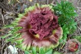 Bunga bangkai jenis (Amorphophallus Paeonifolius) mekar di perkarangan rumah warga di Desa Pungki, Kecamatan Kaway XVI, Aceh Barat, Aceh, Jumat (8/9). Bunga bangkai jenis Amorphophallus Paeonifolius itu memiliki ketinggian sekitar 20 centimeter dan mulai mekar serta mengeluarkan aroma tak sedap sehingga menarik perhatian warga sekitarnya. ANTARA FOTO/Syifa Yulinnas/nz/17.