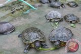 Populasi kura-kura Sumatera kritis