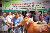 Unit Produksi Laut Bangka (UPLB) dan Mitra KIP PT Timah (Persero) Tbk saat menyerahkan hewan kurban pada Perayaan Idul Adha 1438 H di Pangkalpinang, Sabtu (2/9/2017). (antarababel.com/Aprionis)