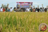 Sejumlah pejabat pemerintah Aceh, Aceh Besar, Perum Bulog Divre Aceh bersama petani memotong padi saat berlangsung panen raya di Desa Atong, Kecamatan Montasik, Kabupaten Aceh Besar, Aceh, Sabtu (16/9/2017). Panen raya padi kerjasama petani dan TNI-AD dalam mendukung program swasembada beras nasional di daerah penghasil gabah itu memperoleh hasil menggembirakan dengan produksi mencapai delapan ton per hektare. (ANTARA FOTO/Ampelsa)