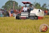 Bupati Aceh Besar, Mawardi Ali (kiri) mengoperasikan mesin memanen padi disaksikan  para petani  saat berlangsung panen raya di Desa Atong, Kecamatan Montasik, Kabupaten Aceh Besar, Aceh, Sabtu (16/9/2017). Panen raya padi kerjasama petani dan TNI-AD dalam mendukung program swasembada beras nasional di daerah penghasil gabah itu memperoleh hasil menggembirakan dengan produksi mencapai delapan ton per hektare. (ANTARA FOTO/Ampelsa)