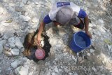 Seorang warga mengambil air dari lubang yang digali di dasar sungai di desa  Cantel, Ngawi, Jawa Timur, Rabu (20/9). Badan Penanggulangan Bencana Daerah (BPBD) setempat mencatat sedikitnya 45 desa di sembilan kecamatan di kawasan tersebut mengalami krisis air bersih akibat musim kemarau sehingga sejumlah warga terpaksa menggali lubang di dasar sungai untuk mencari air bersih. Antara jatim/Ari Bowo Sucipto/zk/17.