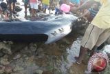 Whale Washes Ashore On Rote Beach