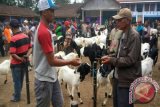 Kambing Kaligesing unggulan tak diizinkan dijual keluar