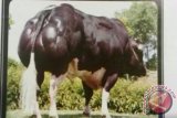 Baturraden akan hasilkan sapi Belgian Blue