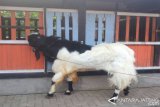 Kambing Unggulan  Kaligesing Tak Diizinkan Dijual ke Luar