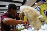 Seorang peserta merapikan bulu kucingnya ketika mengikuti lomba kucing internasional 'The Real Internastional Cat Show' di Tunjungan Plasa Surabaya, Jawa Timur, Minggu (24/9). Lomba kucing bertajuk 