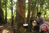 Petani menyadap getah karet di Desa Krueng No, kecamatan Sampoinet, Kabupaten Aceh Jaya, Aceh, Sabtu (23/9/2017). Para petani di daerah itu mengeluh sejak beberapa bulan terakhir harga getah karet turun dari Rp10.000 menjadi Rp7.000 perkilogram. (ANTARA FOTO/Ampelsa)