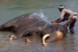 Sejumlah mahout memandikan dan merawat Gajah Sumatera (Elephant Maximus Sumatranus) jinak saat patroli di Conservation Respon Unit (CRU) Serbajadi, Aceh Timur, Aceh, Minggu (24/9). Conservation Respon Unit (CRU) Serbajadi mengerahkan empat ekor gajah jinak untuk mengurangi konflik gajah dengan manusia yang terus meningkat di daerah setempat. ANTARA FOTO/Syifa Yulinnas/foc/17.