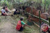 Pengungsi Gunung Agung memberi pakan sapi di salah satu lahan milik warga di Kabupaten Klungkung, Bali, Kamis (28/9). Warga Kabupaten Klungkung menyediakan enam titik lahan secara gratis untuk menampung ratusan ekor sapi milik warga pengungsi dari Gunung Agung. ANTARA FOTO/Wira Suryantala/wdy/2017.