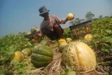 Buruh tani, Sukimo (77), mengumpulkan Buah Blewah hasil panen di areal persawahan Desa Sentul, Tembelang, Jombang, Jawa Timur, Rabu (27/9). Musim kemarau tahun ini menjadi berkah tersendiri bagi para petani blewah di Kabupaten Jombang, karena hasil panen melimpah dan dijual ke pengepul dengan harga Rp100 ribu per dua kerajang, lebih mahal dibandingkan tahun lalu yang hanya Rp50 ribu per dua keranjang. Antara Jatim/Syaiful Arif/mas/17.