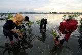 Sejumlah Agam-Inong Duta Wisata memperbaiki anakan pohon mangrove yang ditanam di kawasan wisata waduk muara sungai Lhokseumawe, Aceh, Rabu (27/9). Kegiatan penanaman dan perawatan Mangrove itu untuk menghindari abrasi, sekaligus untuk menjaga keberlanjutan ekosistem dan kelestarian hutan mangrove ditanah air yang terus menyusut dari tahun ketahun. ANTARA FOTO/Rahmad/aww/17.