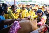 Gubernur Kalsel H. Sahbirin Noor melakukan praktek suntik kawin indukan sapi milik warga pada Gebyar Upaya Khusus Sapi Indukan Wajib Bunting (Upsus Siwab), di Desa Sumber Makmur, Kecamatan Takisung, Kabupaten Tanah Laut, Kamis (28/9). Foto:Antaranews Kalsel/Arianto/G.